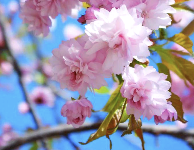 青空を背景に、枝いっぱいに咲く淡いピンクの八重桜